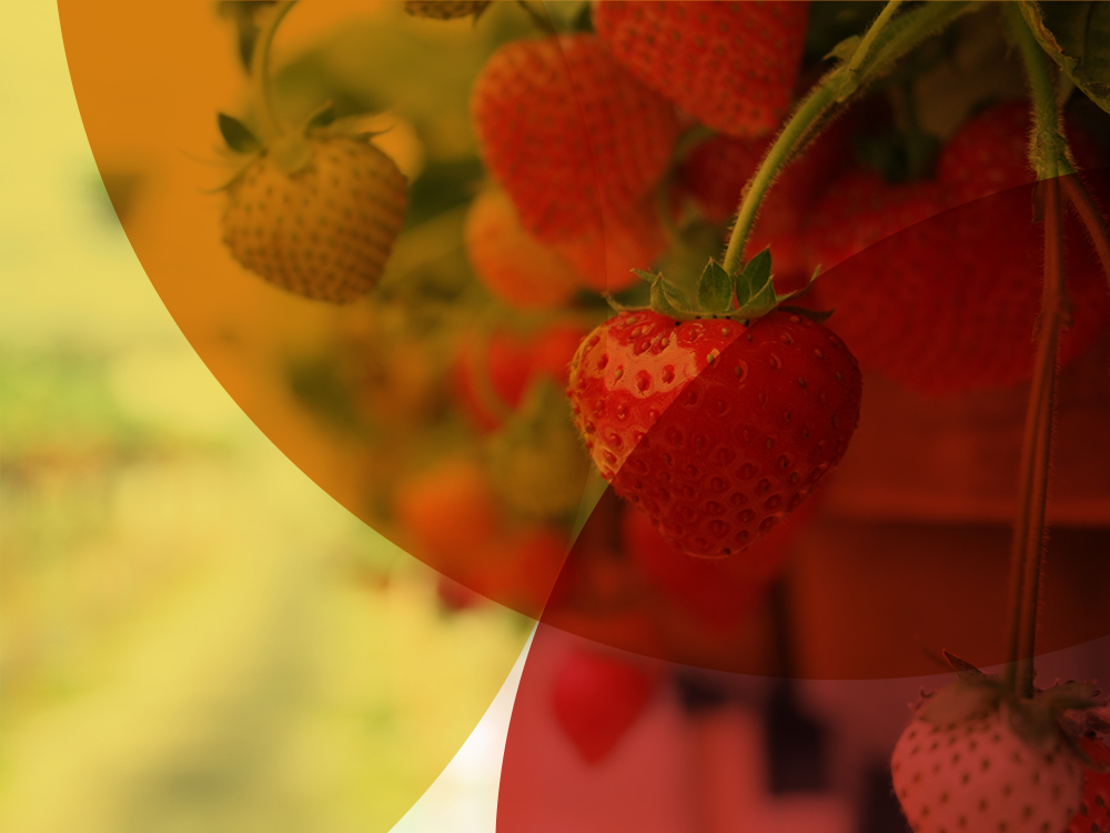 LRF Trädgård, Ökad konkurrenskraft vid extremväder – illustration