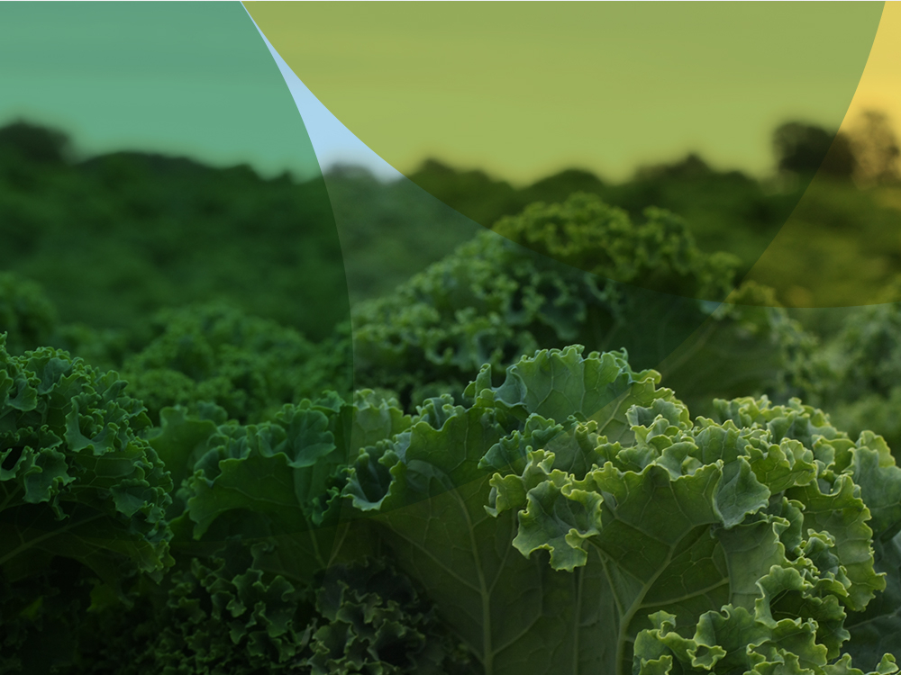 LRF Trädgård, Ökad konkurrenskraft vid extremväder – illustration